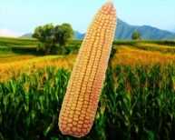 杭州優質玉米種子禾育203特征
