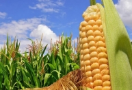 新疆優質玉米種子代理