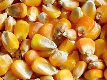 優質玉米種子.jpg